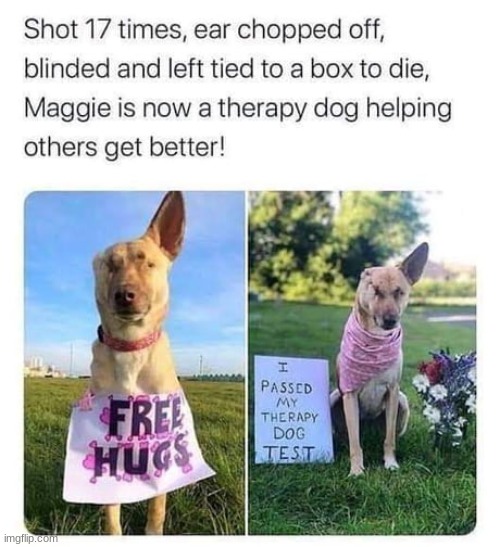 Glad she is doing better! | image tagged in dogs,wholesome,shot,tied,blind | made w/ Imgflip meme maker