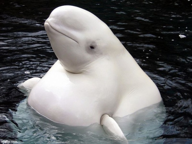 whale | image tagged in fat whale | made w/ Imgflip meme maker