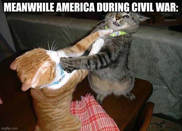 Two cats fighting for real | MEANWHILE AMERICA DURING CIVIL WAR: | image tagged in two cats fighting for real | made w/ Imgflip meme maker