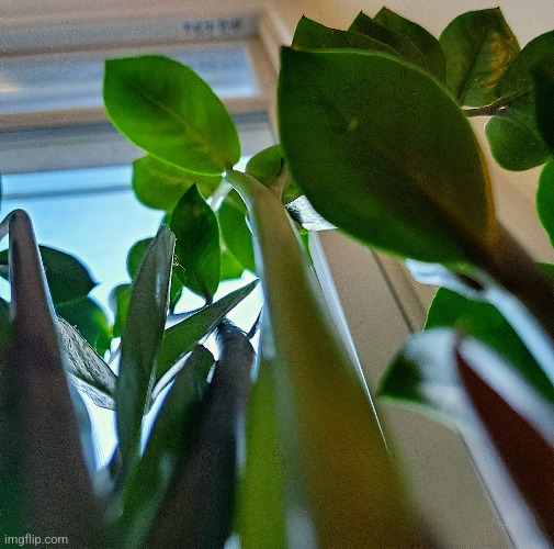 My mom's plants from bottom up | image tagged in share your own photos,photo | made w/ Imgflip meme maker