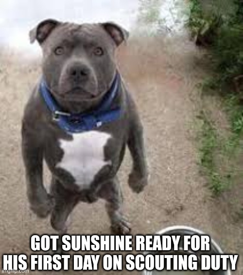 Hes ready guys!!. | GOT SUNSHINE READY FOR HIS FIRST DAY ON SCOUTING DUTY | image tagged in pitbull stare,funny,pitbull | made w/ Imgflip meme maker