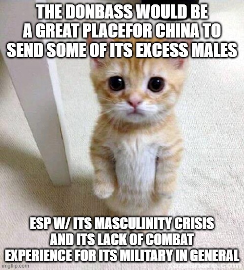 Cute Cat | THE DONBASS WOULD BE A GREAT PLACEFOR CHINA TO SEND SOME OF ITS EXCESS MALES; ESP W/ ITS MASCULINITY CRISIS
AND ITS LACK OF COMBAT EXPERIENCE FOR ITS MILITARY IN GENERAL | image tagged in memes,cute cat | made w/ Imgflip meme maker