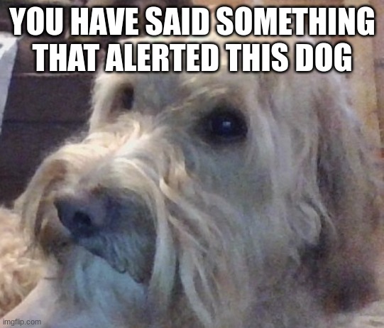 dog | YOU HAVE SAID SOMETHING THAT ALERTED THIS DOG | image tagged in dog | made w/ Imgflip meme maker