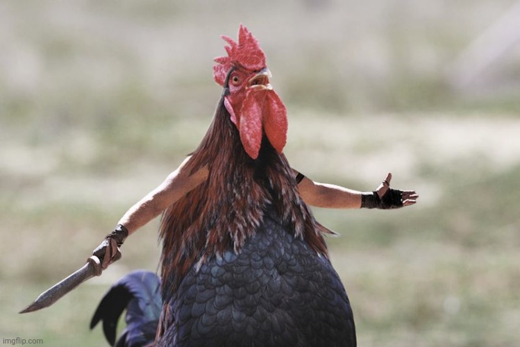Gladiator Rooster | image tagged in gladiator rooster | made w/ Imgflip meme maker