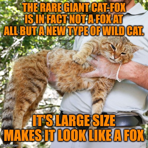 Giant cat-fox facts | THE RARE GIANT CAT-FOX IS IN FACT NOT A FOX AT ALL BUT A NEW TYPE OF WILD CAT. IT'S LARGE SIZE MAKES IT LOOK LIKE A FOX | image tagged in important,imgflip,facts | made w/ Imgflip meme maker