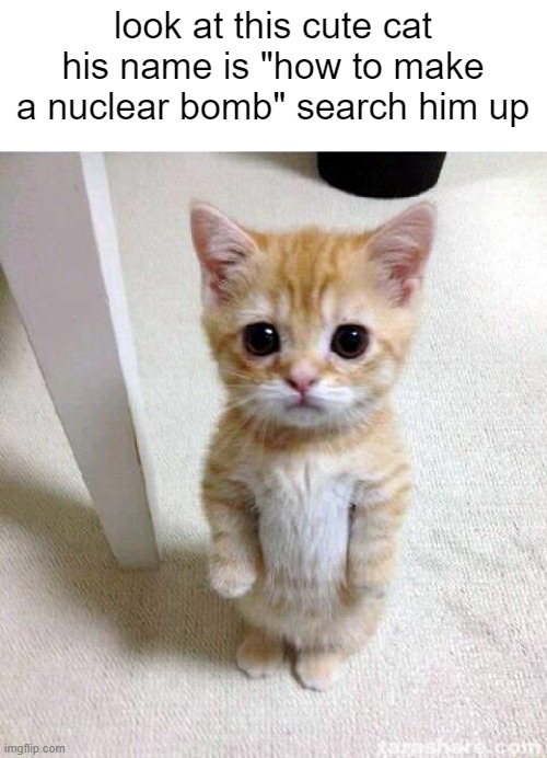 meme | look at this cute cat his name is "how to make a nuclear bomb" search him up | image tagged in memes,funny,unfunny,meme | made w/ Imgflip meme maker