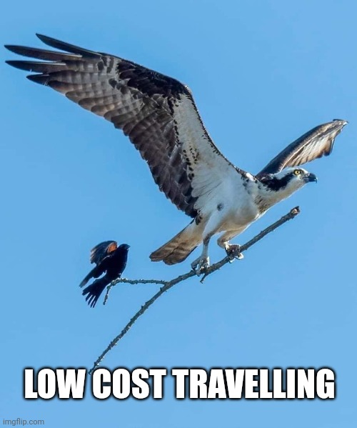 Branch Manager & Assistant Branch Manager | LOW COST TRAVELLING | image tagged in branch manager assistant branch manager | made w/ Imgflip meme maker