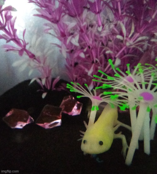 My pet axolotl, Frilly Bill! <3 | image tagged in axolotl | made w/ Imgflip meme maker