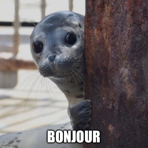 Seal bonjour shy look | BONJOUR | image tagged in seal bonjour shy look | made w/ Imgflip meme maker