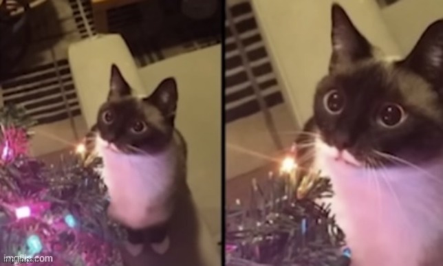 https://imgflip.com/memegenerator/448839192/Christmas-tree-cat | image tagged in christmas tree cat | made w/ Imgflip meme maker