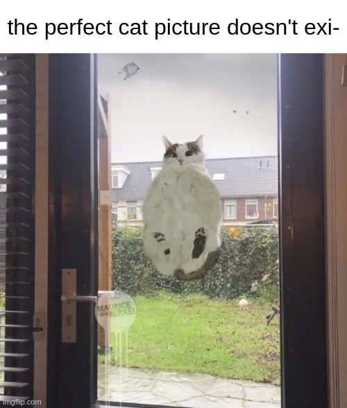 the perfect cat picture doesn't exi- | image tagged in cats | made w/ Imgflip meme maker