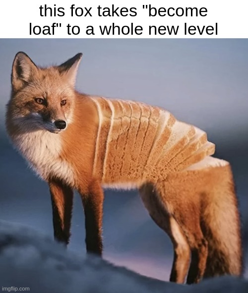 this fox takes "become loaf" to a whole new level | made w/ Imgflip meme maker