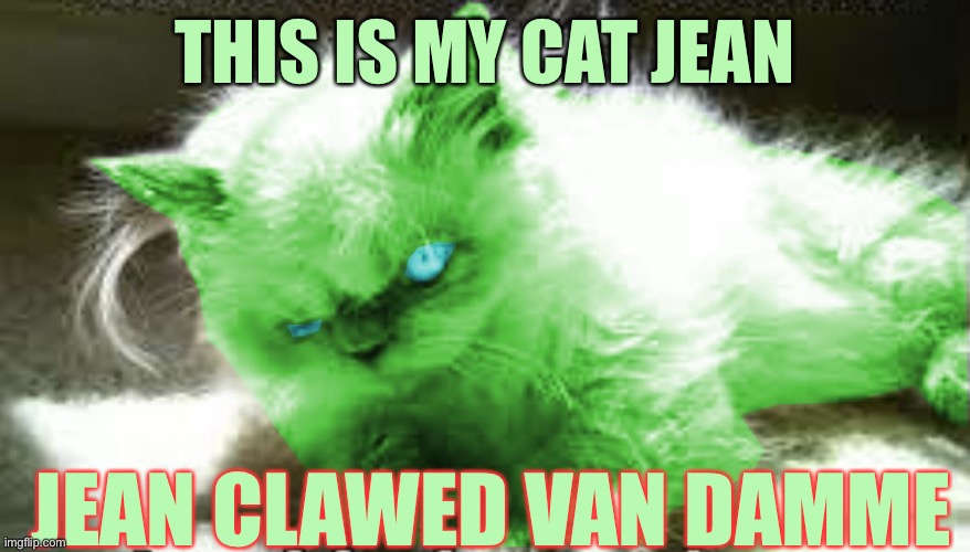 mad raycat | THIS IS MY CAT JEAN; JEAN CLAWED VAN DAMME | image tagged in mad raycat | made w/ Imgflip meme maker