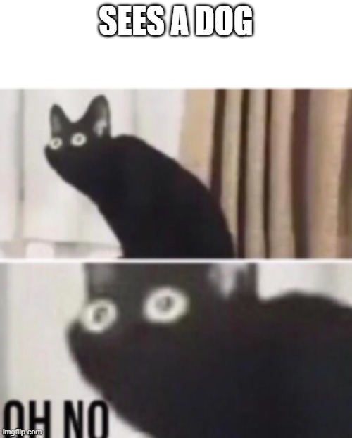 Oh no cat | SEES A DOG | image tagged in oh no cat | made w/ Imgflip meme maker