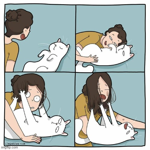 A Cat Lady's Way Of Thinking | image tagged in memes,comics/cartoons,cats,messed up,hair,but why why would you do that | made w/ Imgflip meme maker