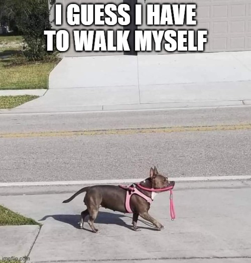 Walking My Self | I GUESS I HAVE TO WALK MYSELF | image tagged in dogs | made w/ Imgflip meme maker