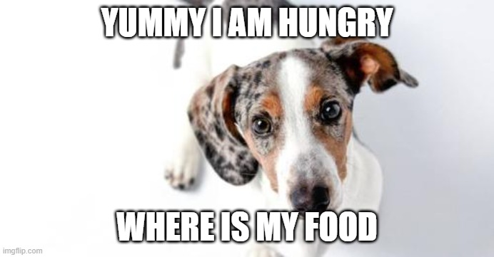 hungry dog | YUMMY I AM HUNGRY; WHERE IS MY FOOD | image tagged in dinner time | made w/ Imgflip meme maker