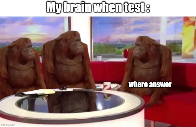 where answer | My brain when test :; where answer | image tagged in where monkey | made w/ Imgflip meme maker