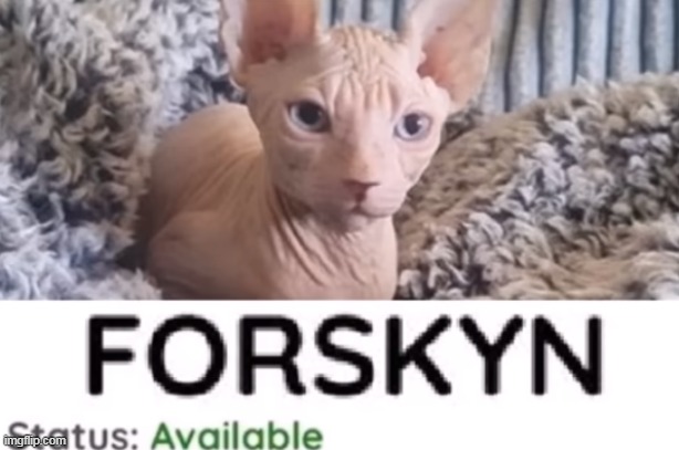 can some1 comfort me rq | made w/ Imgflip meme maker