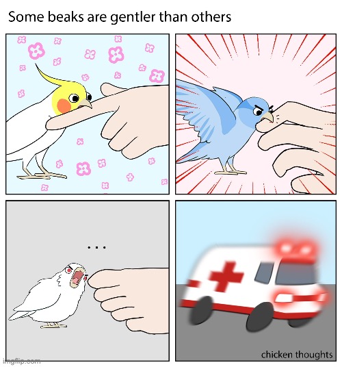 Birb comic: beaks | image tagged in birb,comics | made w/ Imgflip meme maker