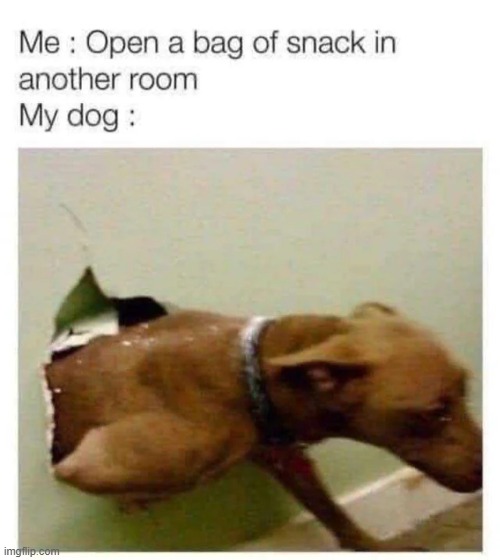 image tagged in memes,funny,wholesome | made w/ Imgflip meme maker