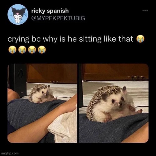 Little cute hedgehog | image tagged in memes,funny,wholesome | made w/ Imgflip meme maker