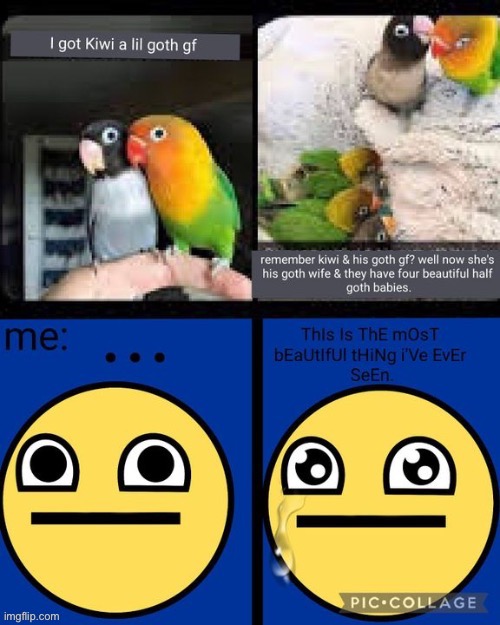 Credit to Albino.cardinal for the original | image tagged in cute,birds | made w/ Imgflip meme maker
