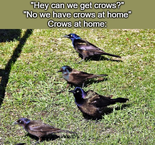 Grackles are like boring corvids | "Hey can we get crows?"
"No we have crows at home"
Crows at home: | image tagged in memes,birds,zoology memes | made w/ Imgflip meme maker