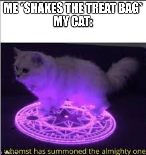Wait a minute, that's not Mr. whiskers... | ME *SHAKES THE TREAT BAG*
MY CAT: | image tagged in whomst has summoned the almighty one | made w/ Imgflip meme maker