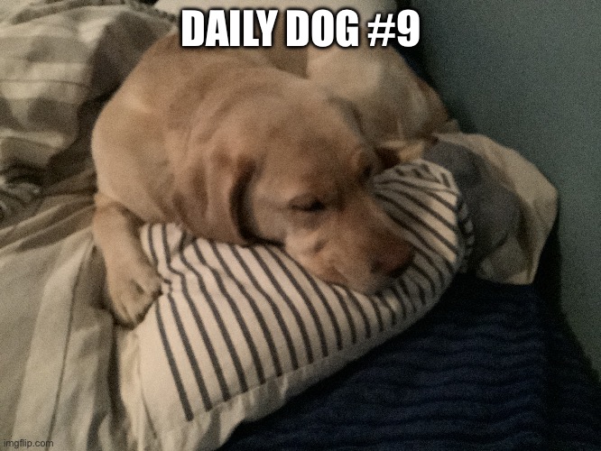 Dog #9 | DAILY DOG #9 | image tagged in bad pun dog | made w/ Imgflip meme maker