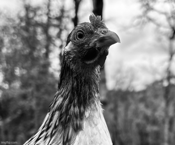 Another one of my hens | image tagged in black and white | made w/ Imgflip meme maker