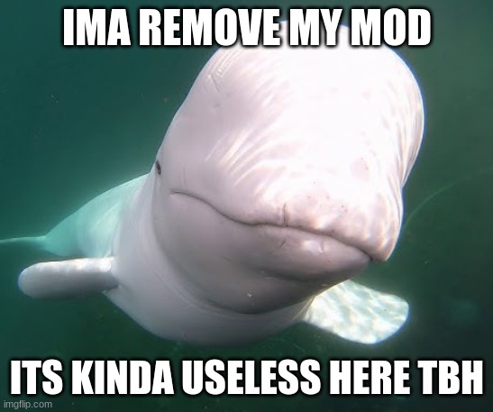 Beluga stare | IMA REMOVE MY MOD; ITS KINDA USELESS HERE TBH | image tagged in beluga stare | made w/ Imgflip meme maker