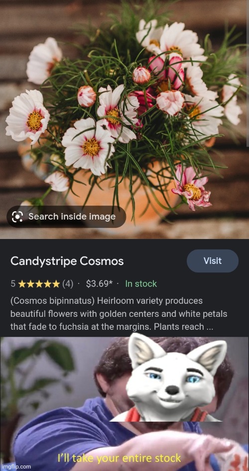 I Googled "Candystripe" and that's what came up | image tagged in i'll take your entire stock | made w/ Imgflip meme maker