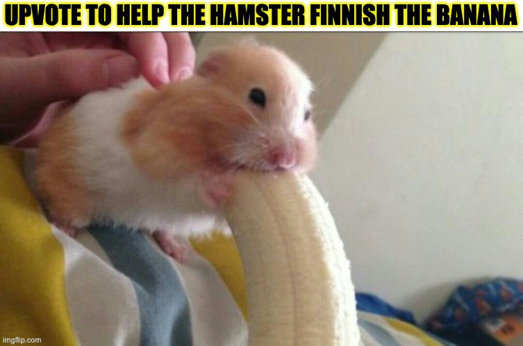 hamster | UPVOTE TO HELP THE HAMSTER FINNISH THE BANANA | image tagged in hamster with banana | made w/ Imgflip meme maker