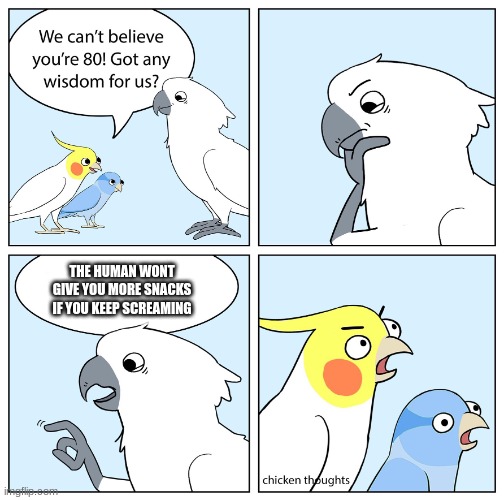 Chicken Thoughts: The wise old bird | THE HUMAN WONT GIVE YOU MORE SNACKS IF YOU KEEP SCREAMING | image tagged in chicken thoughts the wise old bird | made w/ Imgflip meme maker