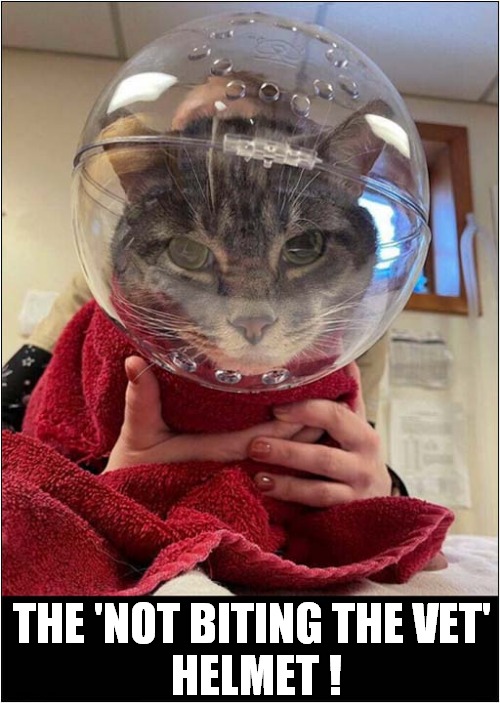 This Cat Has A History ! | THE 'NOT BITING THE VET'
 HELMET ! | image tagged in cats,vets,helmet | made w/ Imgflip meme maker