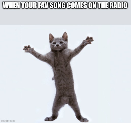 WHEN YOUR FAV SONG COMES ON THE RADIO | image tagged in funny,cats | made w/ Imgflip meme maker