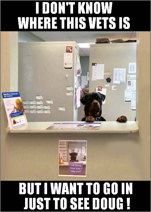 Doug The Receptionist ! | I DON'T KNOW WHERE THIS VETS IS; BUT I WANT TO GO IN
 JUST TO SEE DOUG ! | image tagged in dogs,vets,receptionist | made w/ Imgflip meme maker