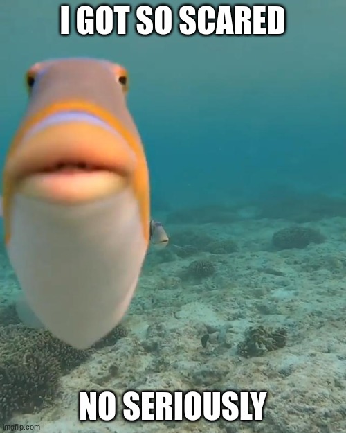 staring fish | I GOT SO SCARED NO SERIOUSLY | image tagged in staring fish | made w/ Imgflip meme maker