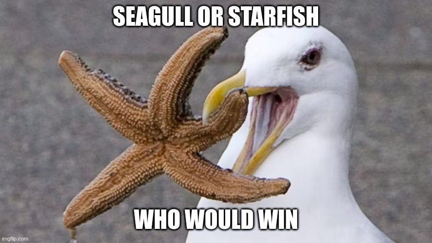 seagull vs starfish | SEAGULL OR STARFISH; WHO WOULD WIN | image tagged in seagull,starfish,meme | made w/ Imgflip meme maker