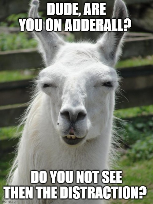 focusing on distractions | DUDE, ARE YOU ON ADDERALL? DO YOU NOT SEE THEN THE DISTRACTION? | image tagged in llama glare,distraction,squirrel | made w/ Imgflip meme maker