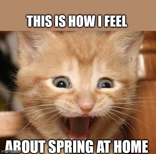 Excited Cat |  THIS IS HOW I FEEL; ABOUT SPRING AT HOME | image tagged in memes,excited cat | made w/ Imgflip meme maker