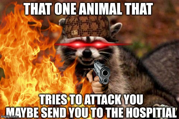 raccon | THAT ONE ANIMAL THAT; TRIES TO ATTACK YOU MAYBE SEND YOU TO THE HOSPITAL | image tagged in evil racoon | made w/ Imgflip meme maker