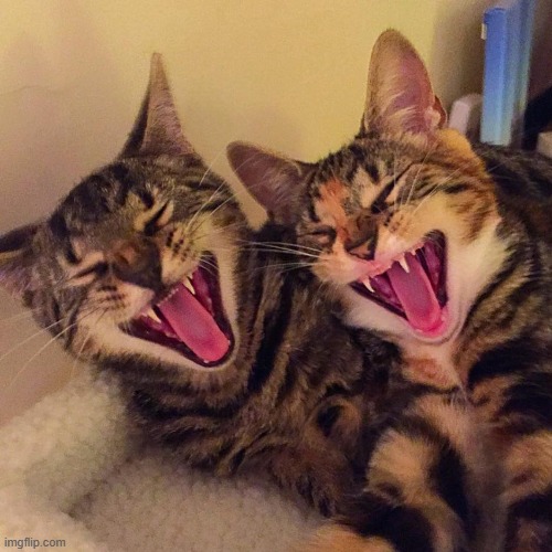 cats smiling | image tagged in cats smiling | made w/ Imgflip meme maker