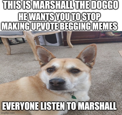 Listening to Marshall will benefit imgflip | THIS IS MARSHALL THE DOGGO; HE WANTS YOU TO STOP MAKING UPVOTE BEGGING MEMES; EVERYONE LISTEN TO MARSHALL | image tagged in blank white template,marshall,doggo,stop upvote begging,words of wisdom,funny dogs | made w/ Imgflip meme maker