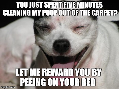 YOU JUST SPENT FIVE MINUTES CLEANING MY POOP OUT OF THE CARPET?      LET ME REWARD YOU BY                PEEING ON YOUR BED | image tagged in happy puppy | made w/ Imgflip meme maker