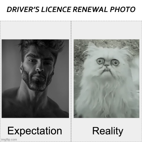 Driver's Licence Renewal | image tagged in expectation reality,gigachad,uglycat,funny,meme,new | made w/ Imgflip meme maker