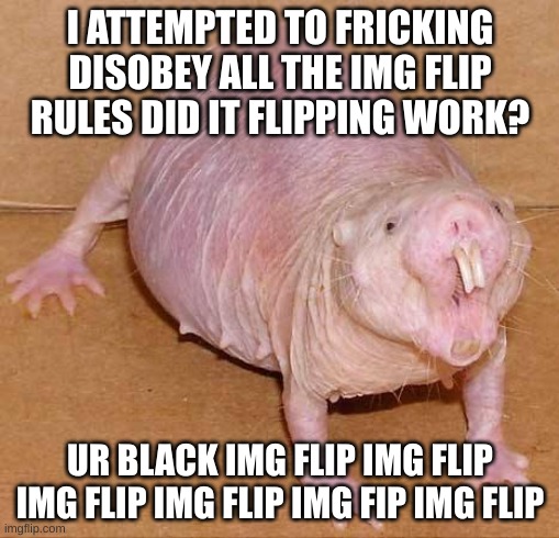 down with rules! | I ATTEMPTED TO FRICKING DISOBEY ALL THE IMG FLIP RULES DID IT FLIPPING WORK? UR BLACK IMG FLIP IMG FLIP IMG FLIP IMG FLIP IMG FIP IMG FLIP | image tagged in naked mole rat | made w/ Imgflip meme maker