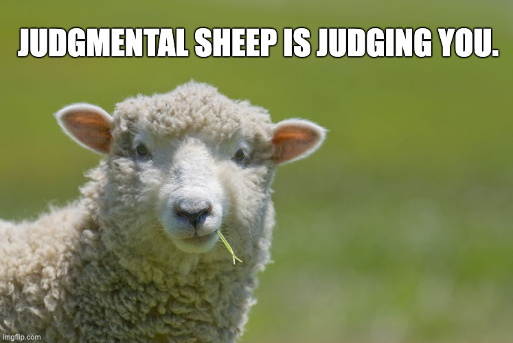 Judgmental Sheep | JUDGMENTAL SHEEP IS JUDGING YOU. | image tagged in sheep,judgmental animals,judgmental sheep | made w/ Imgflip meme maker