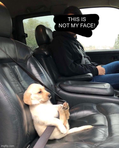 Roadtrip | THIS IS NOT MY FACE! | image tagged in aww,animals,dogs,memes | made w/ Imgflip meme maker